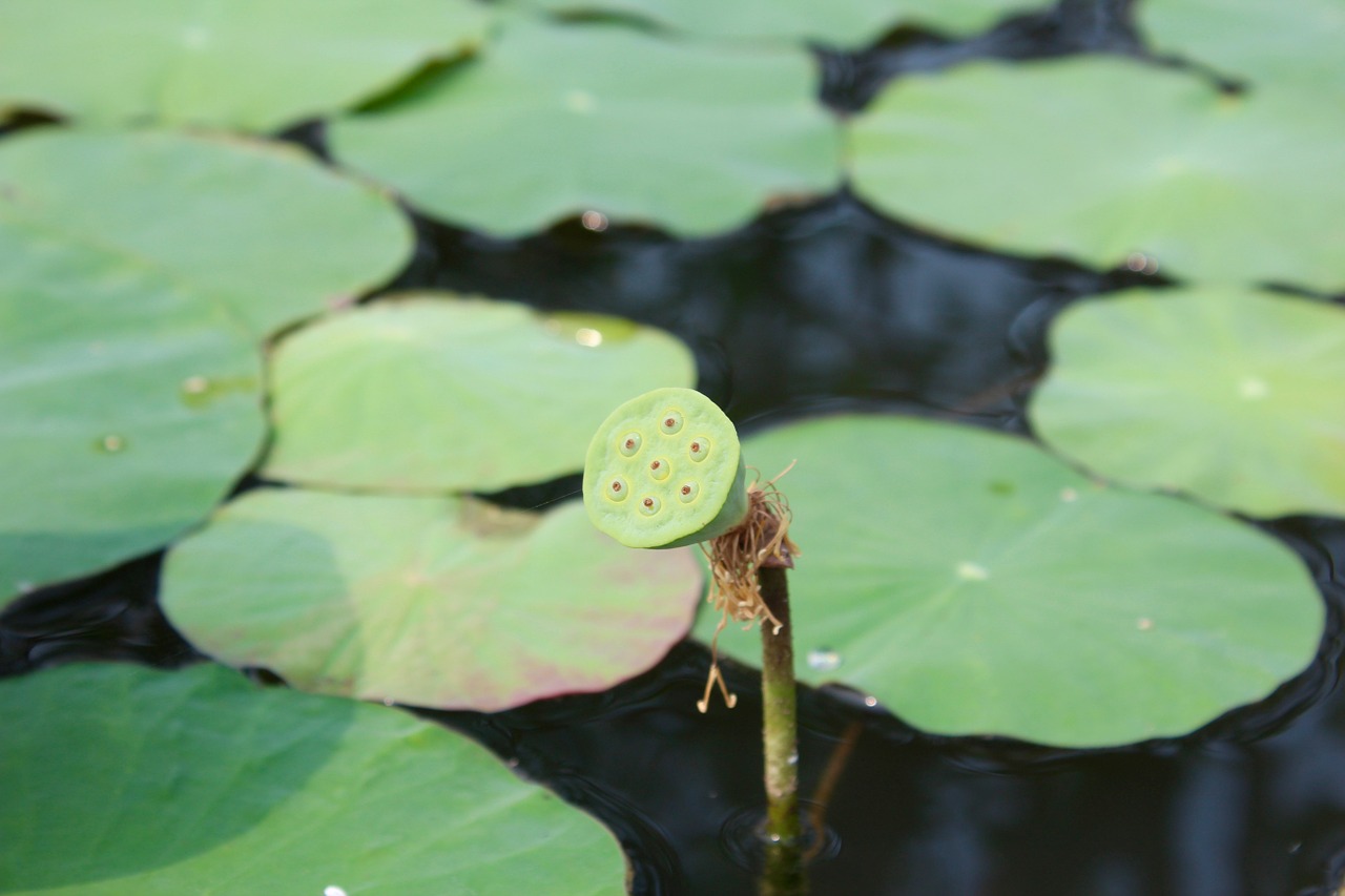 water lily closed bud free photo