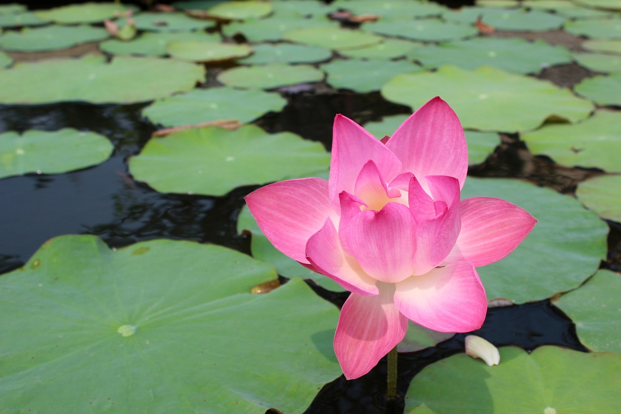 water lily purple blossomed free photo