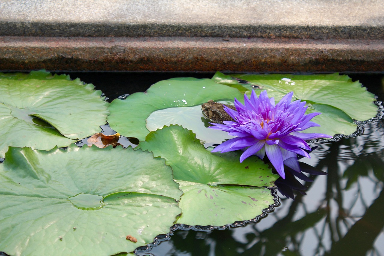 water lily purple blossomed free photo