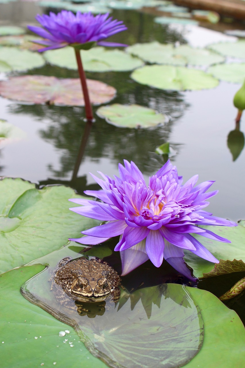 water lily purple blossomed free photo
