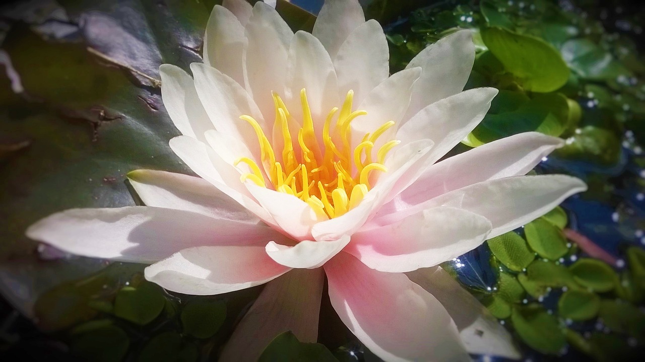 water lily plant flower free photo