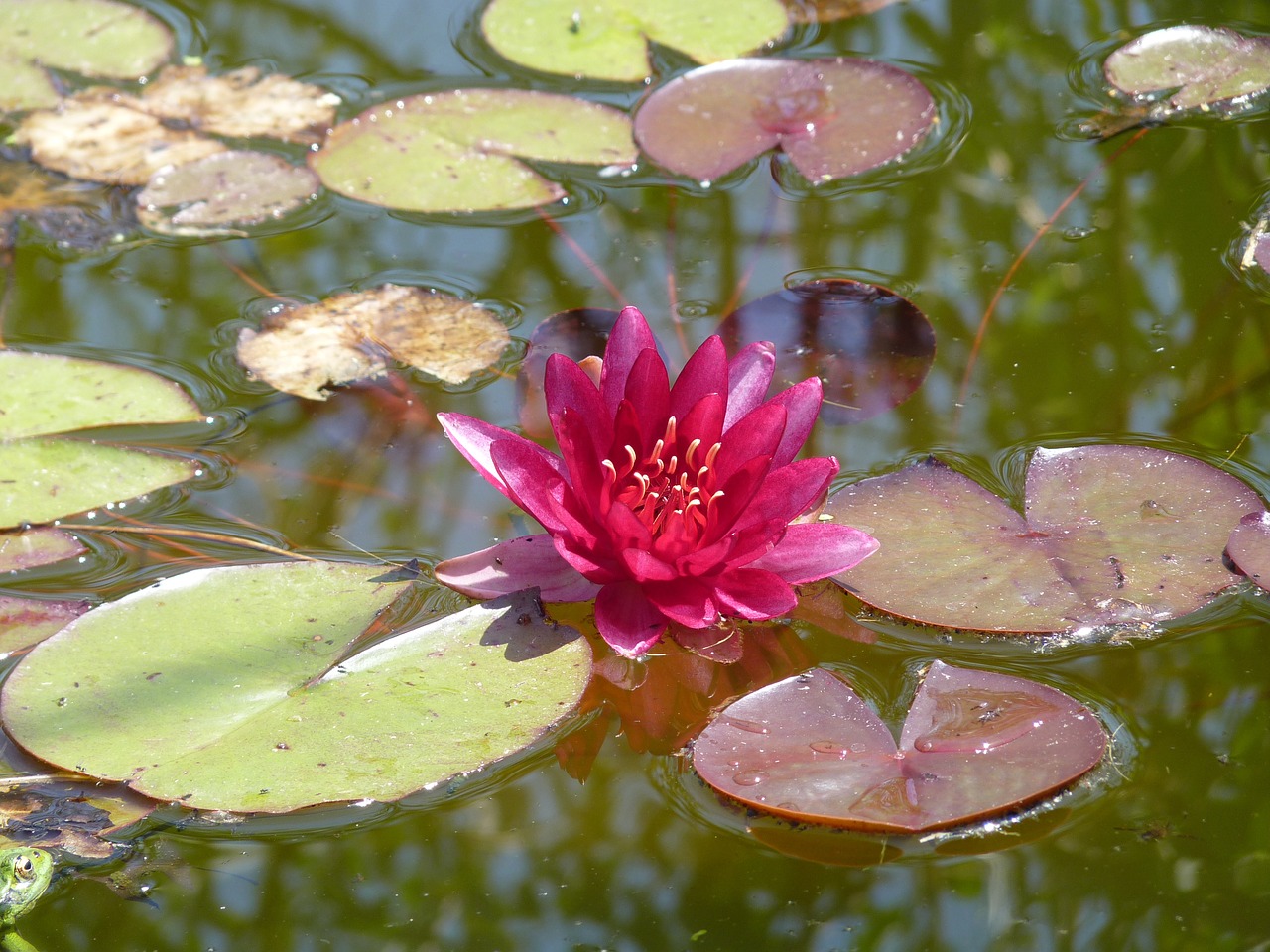 water lily pink aquatic free photo