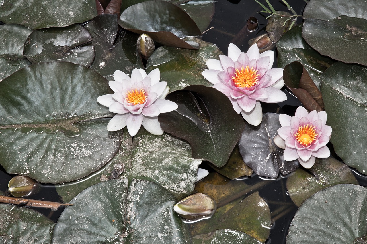 water lily pools flower free photo