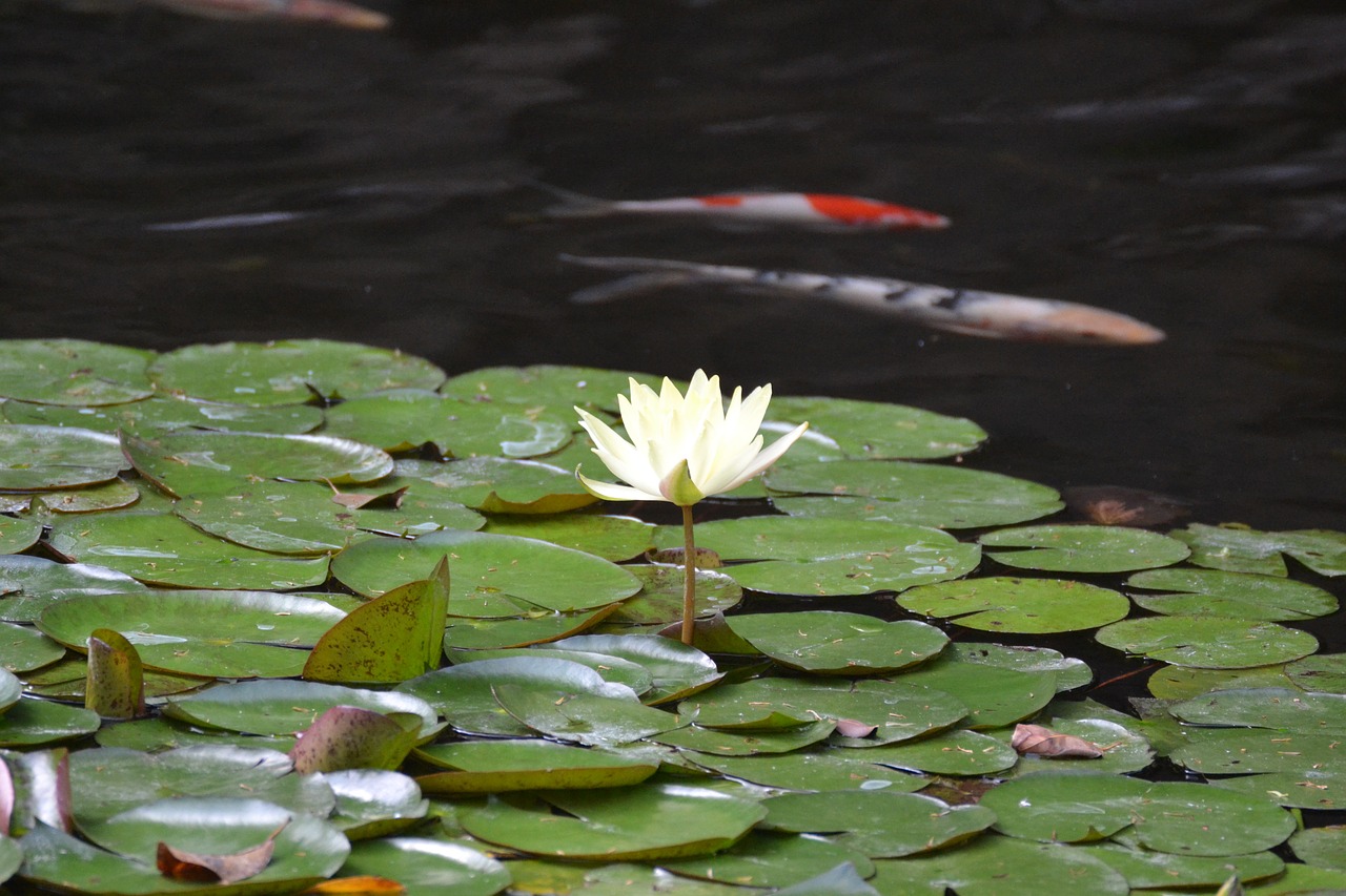 water lily pond aquatic plant free photo