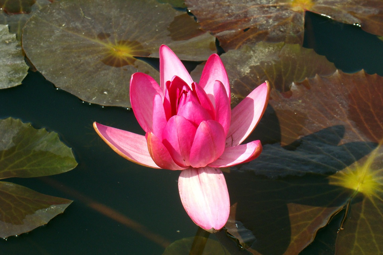 water lily flower pink free photo