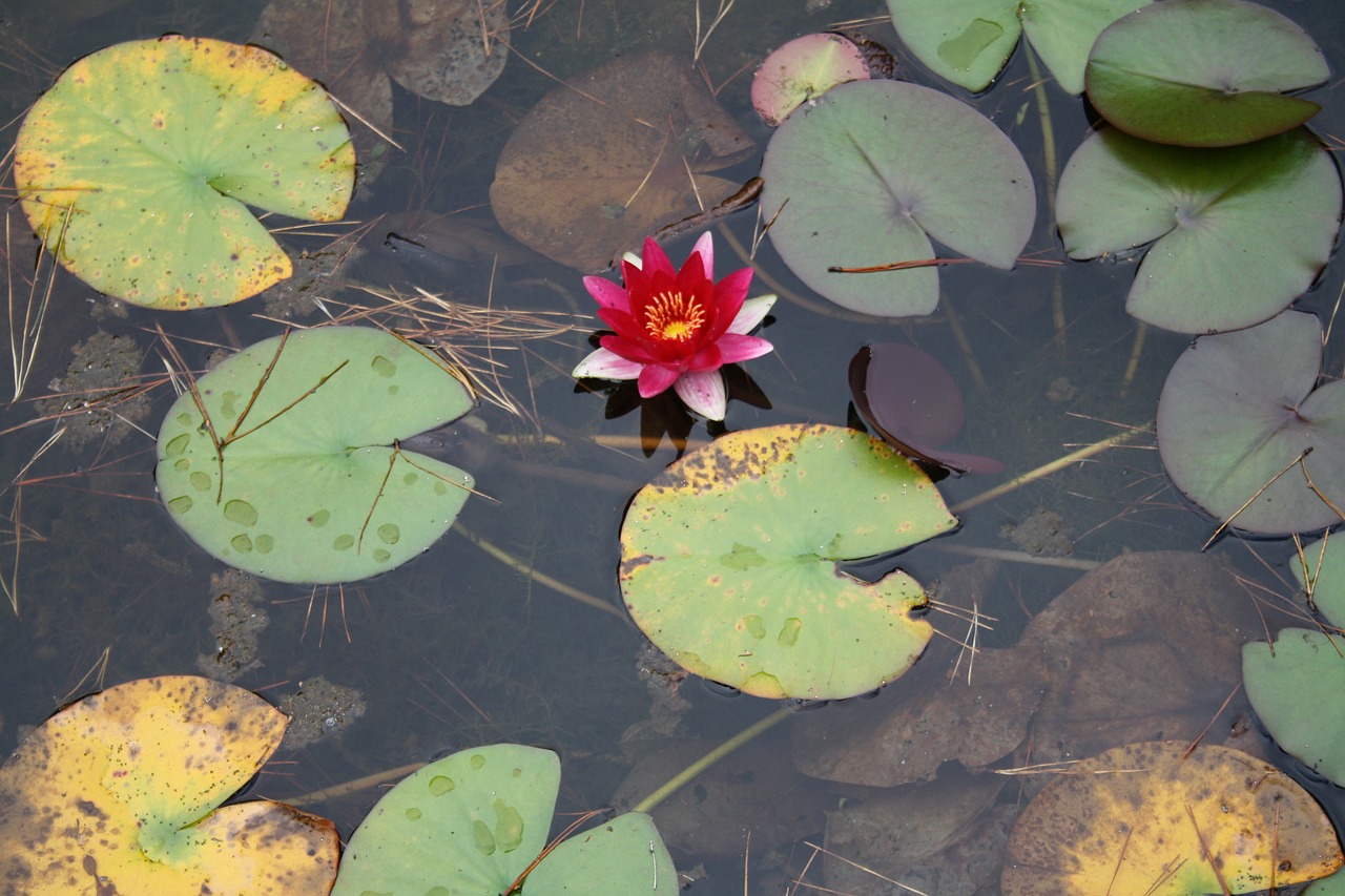 water lily lotus aquatic plant free photo