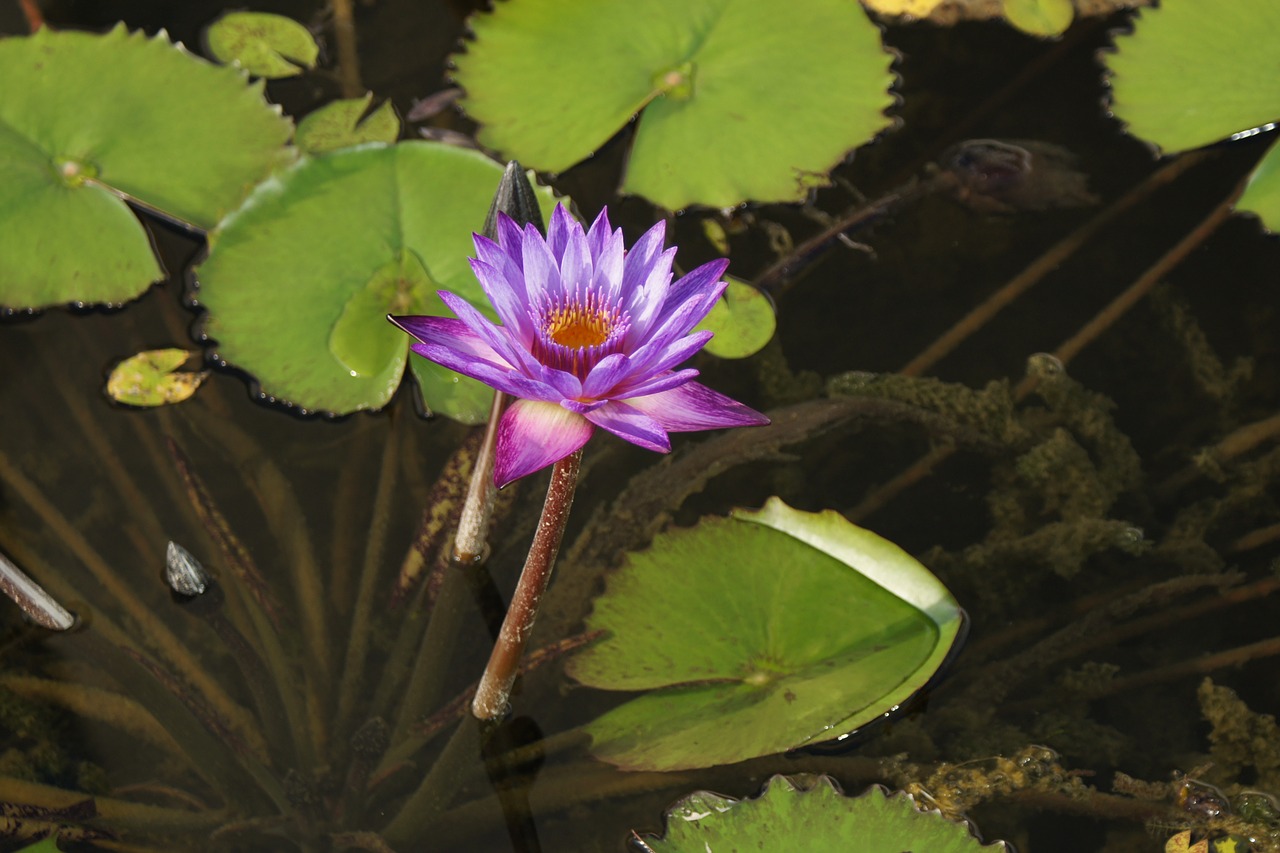 water lily flower aquatic plant free photo