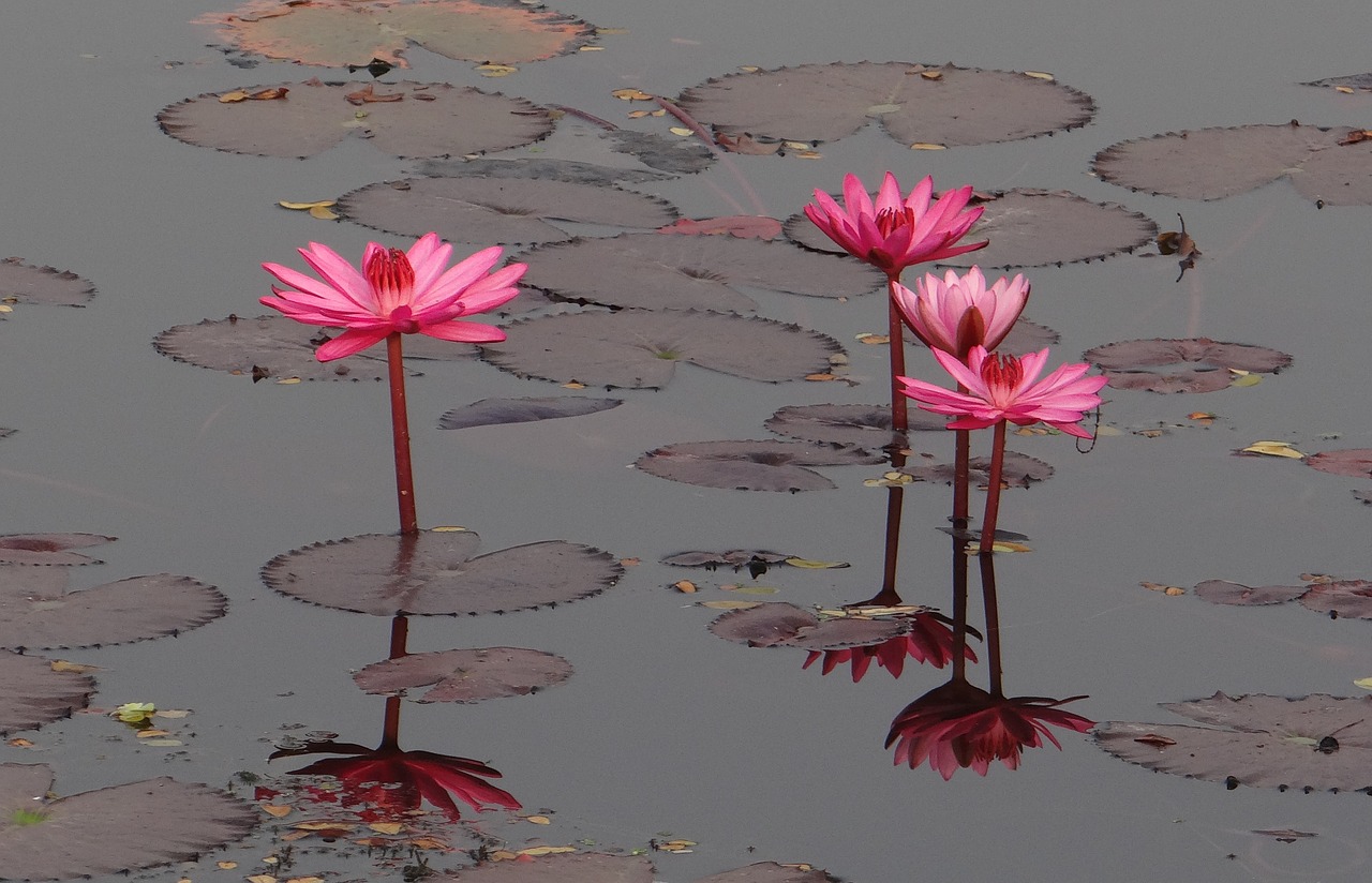 water lily flower red free photo