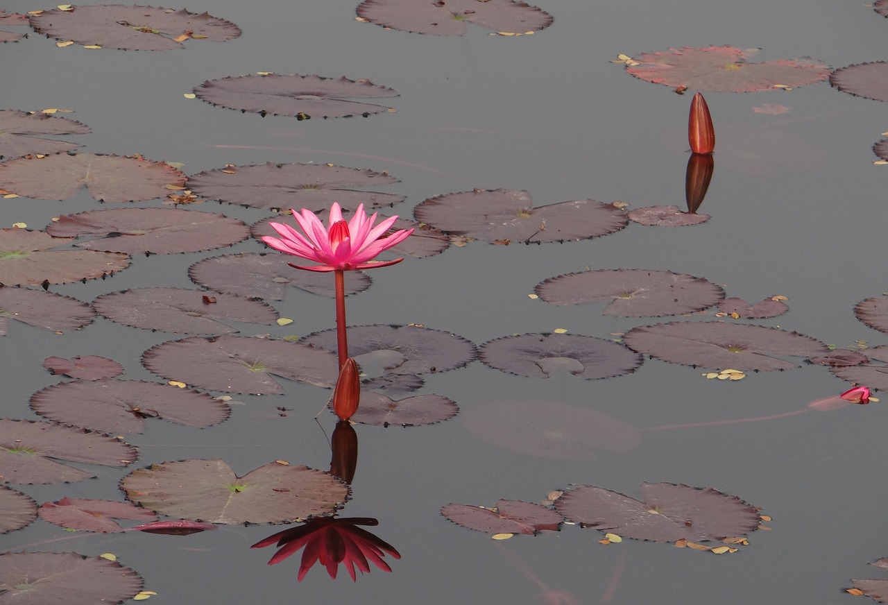 water lily flower red free photo