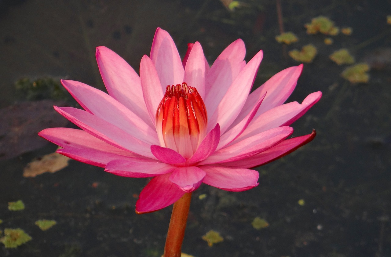 water lily flower red water lily free photo
