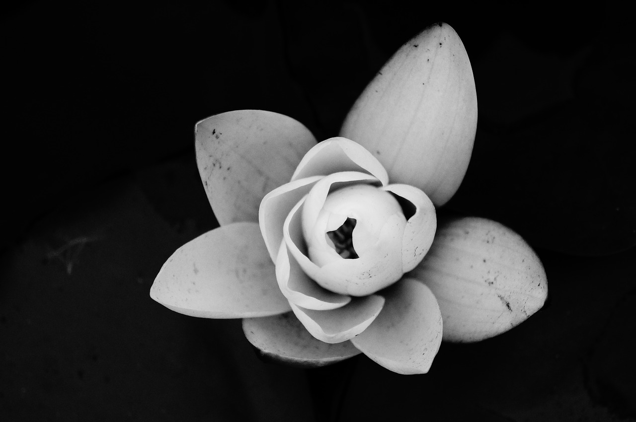 water lily flower black and white free photo