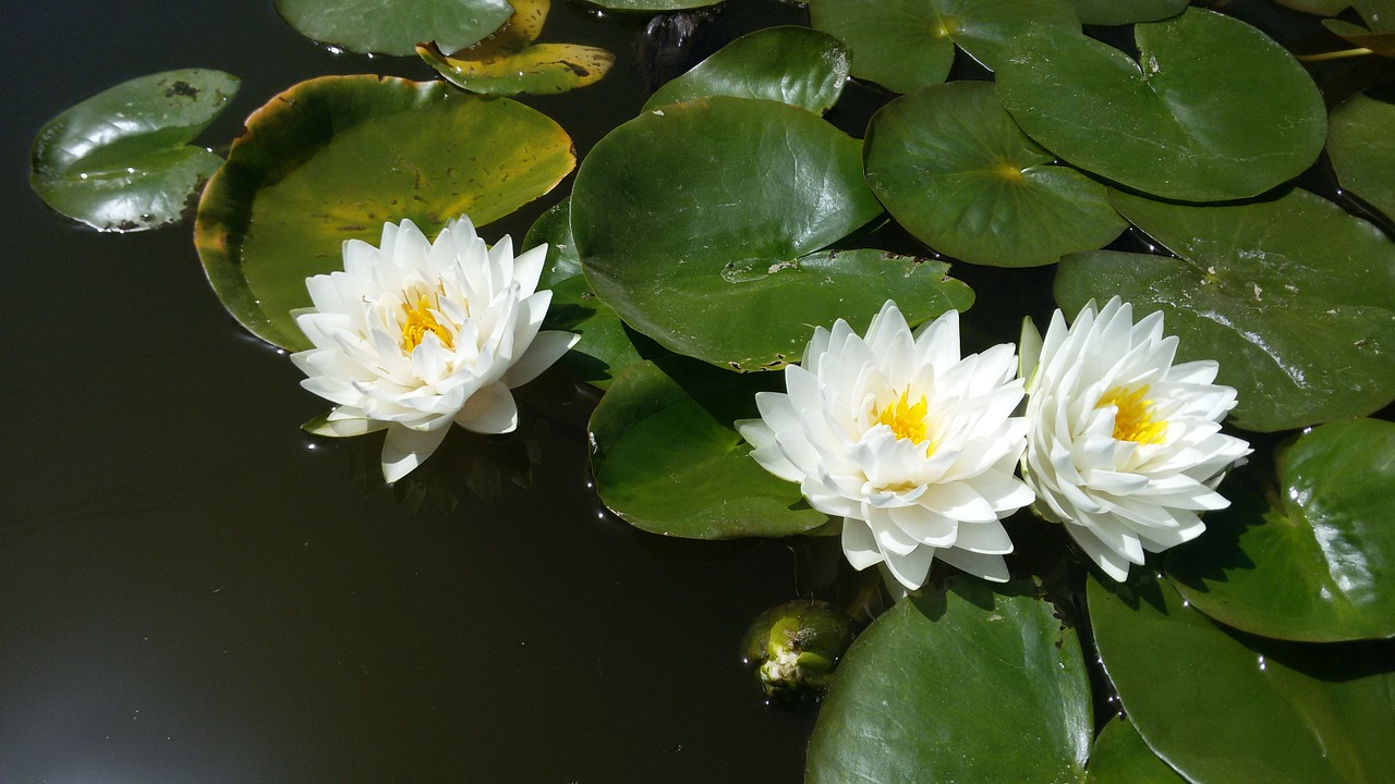water lily aquatic plants ponds free photo