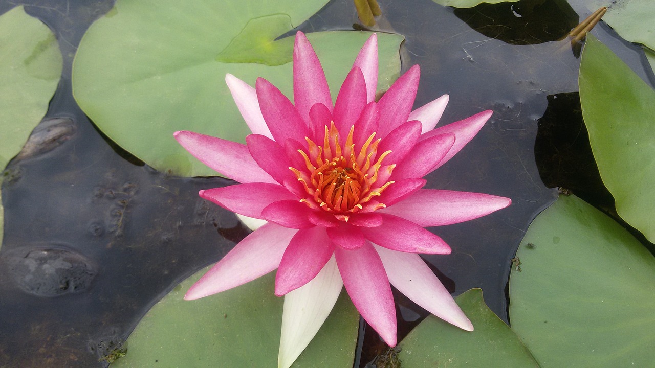 water lily aquatic plants ponds free photo