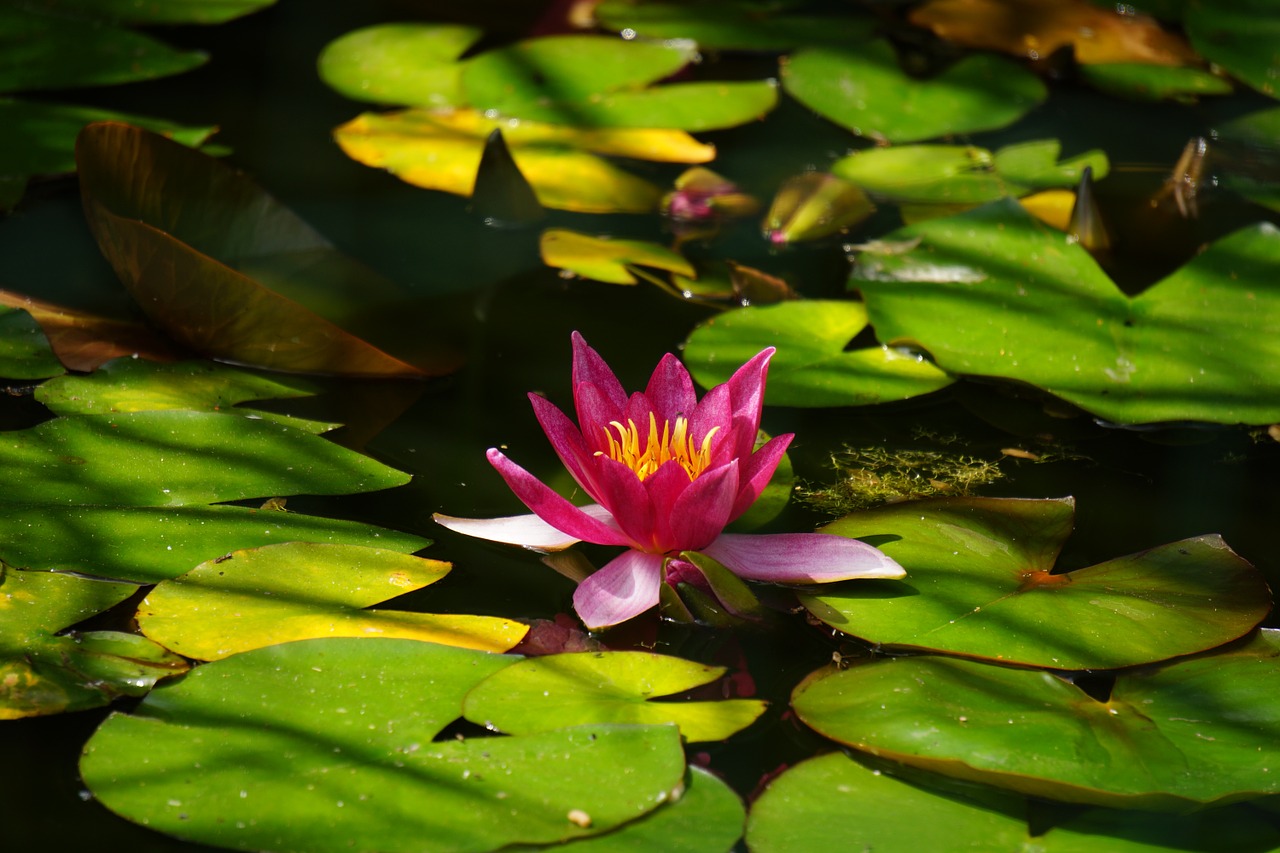 water lily pond nature free photo