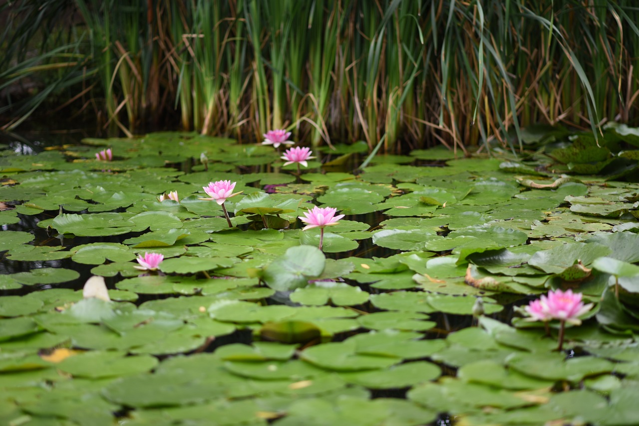 water lily flowers pond free photo