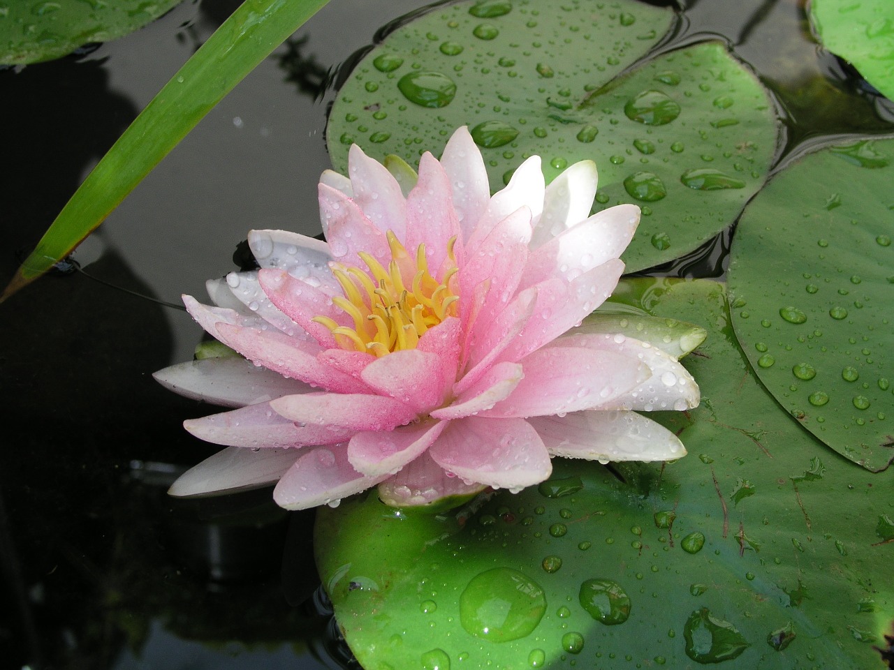 water lily water aquatic plant free photo