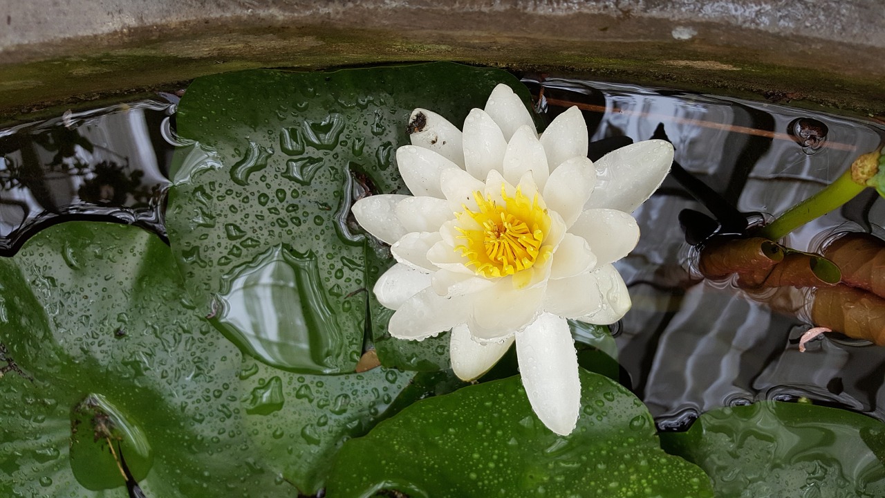 water lily water plant pond free photo