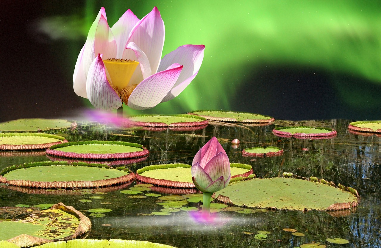 graphic water lily nature free photo