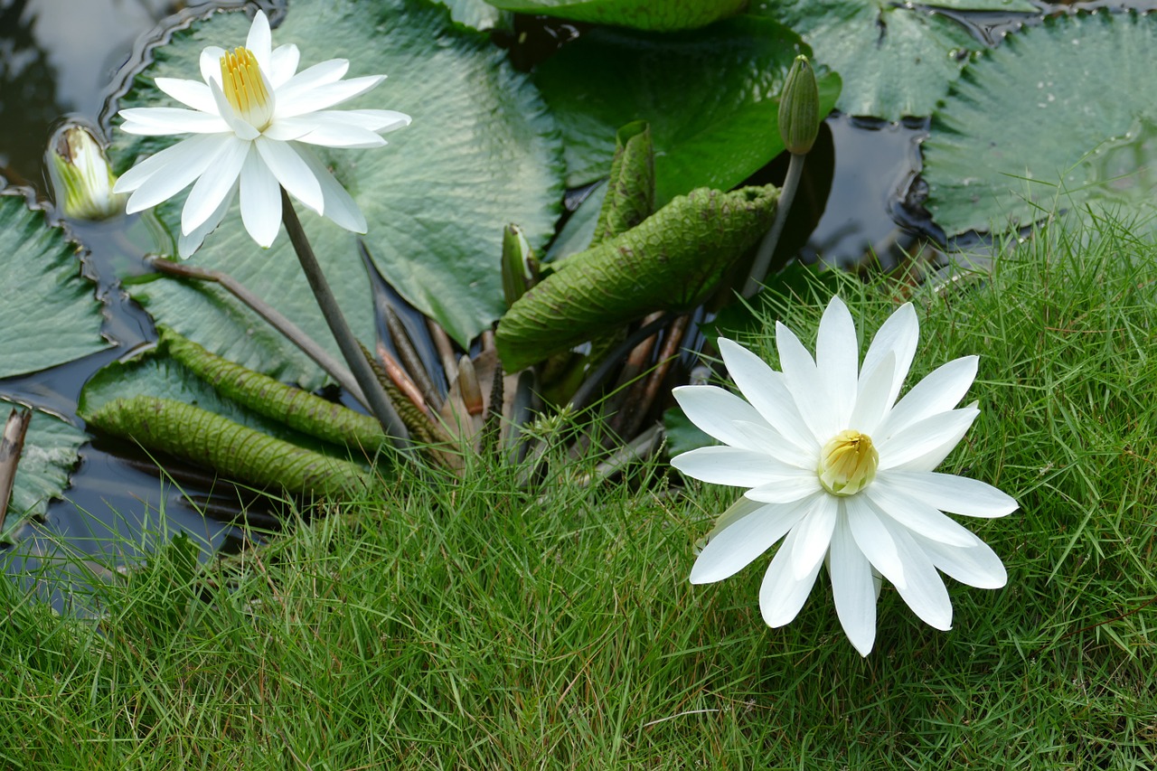 water lily vietnam asia free photo