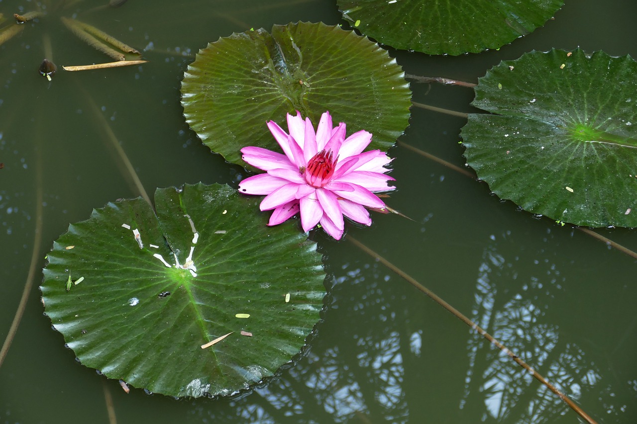 water lily vietnam asia free photo