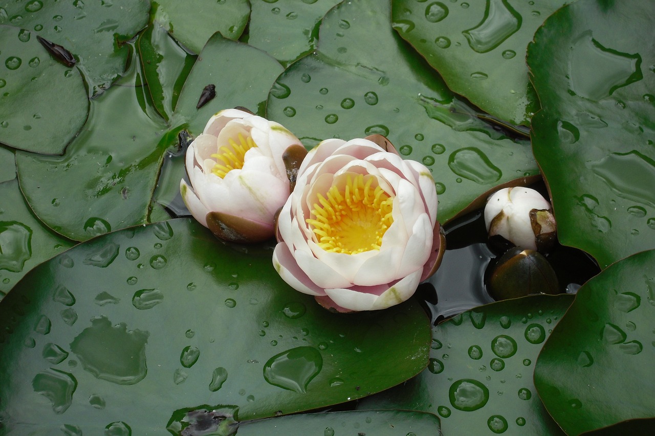 water lily flowers portugal free photo