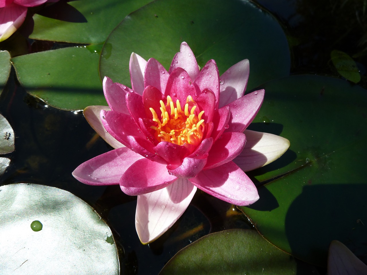 water lily mare aquatic plant free photo