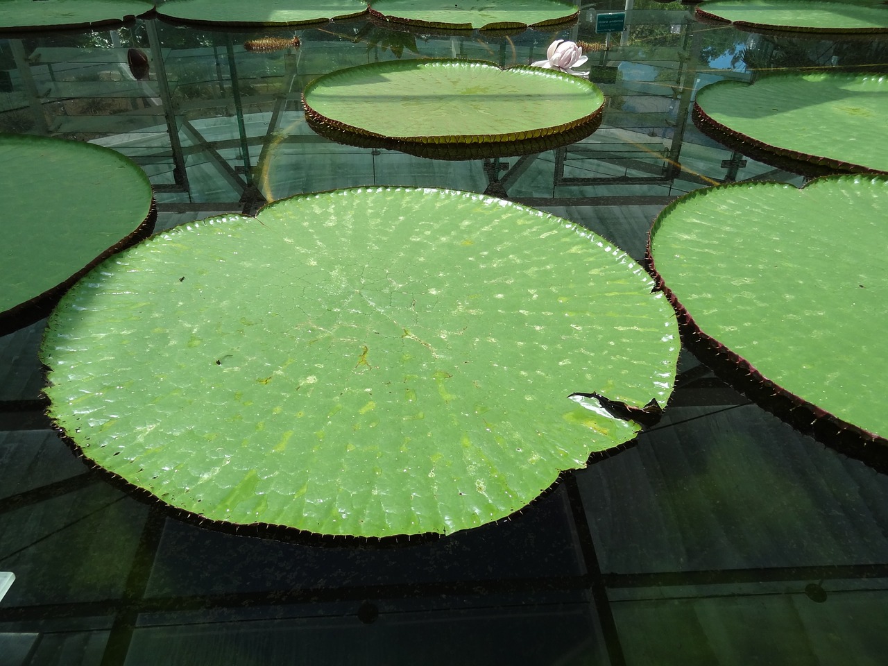 water lily lake nuphar free photo