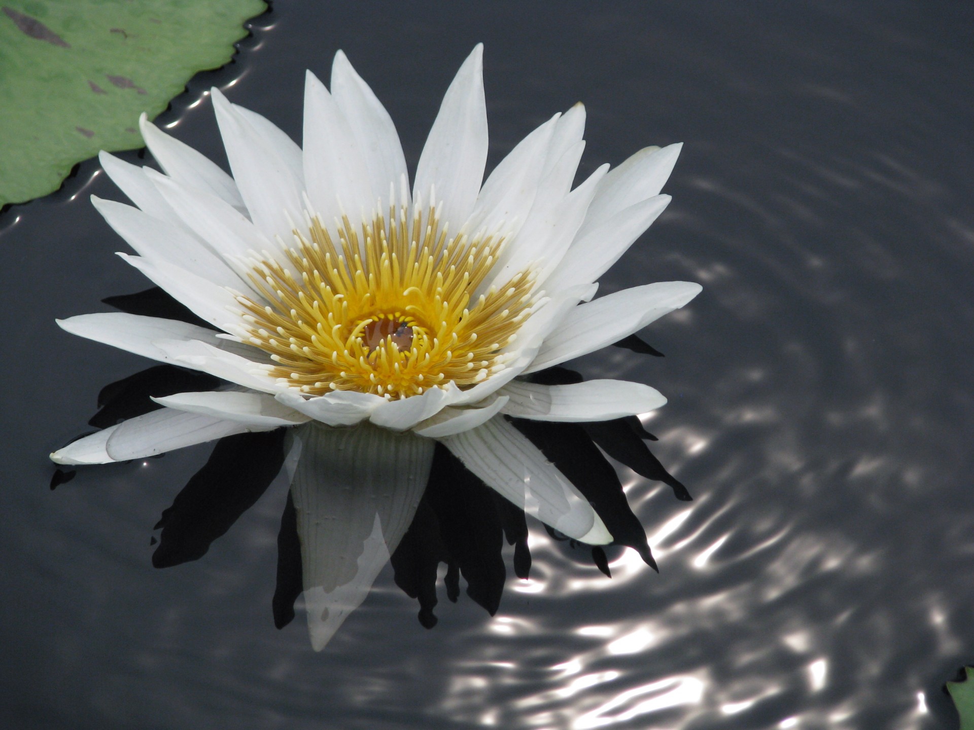 lily flower water flower free photo