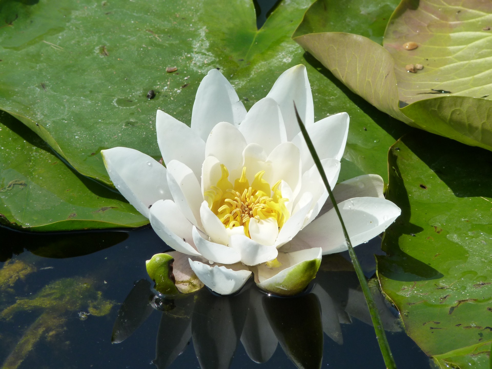water lily lily flower free photo