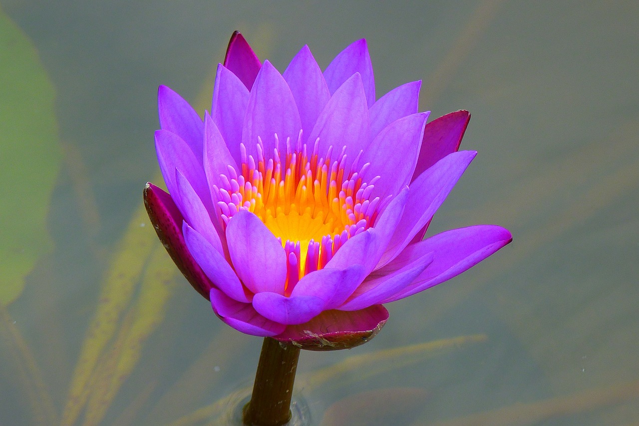 water lily aquatic plant nature free photo