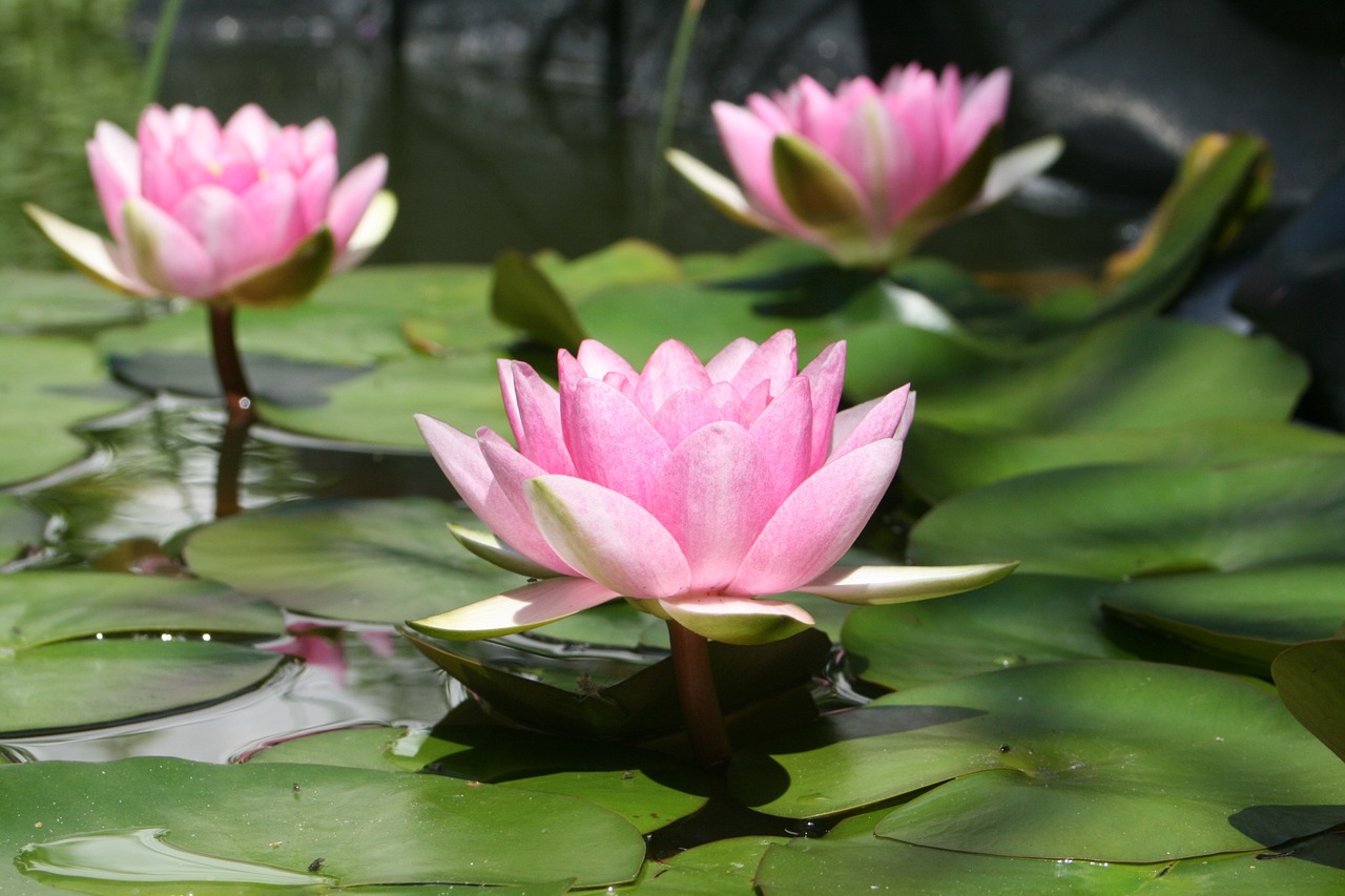 water lily pond aquatic plant free photo