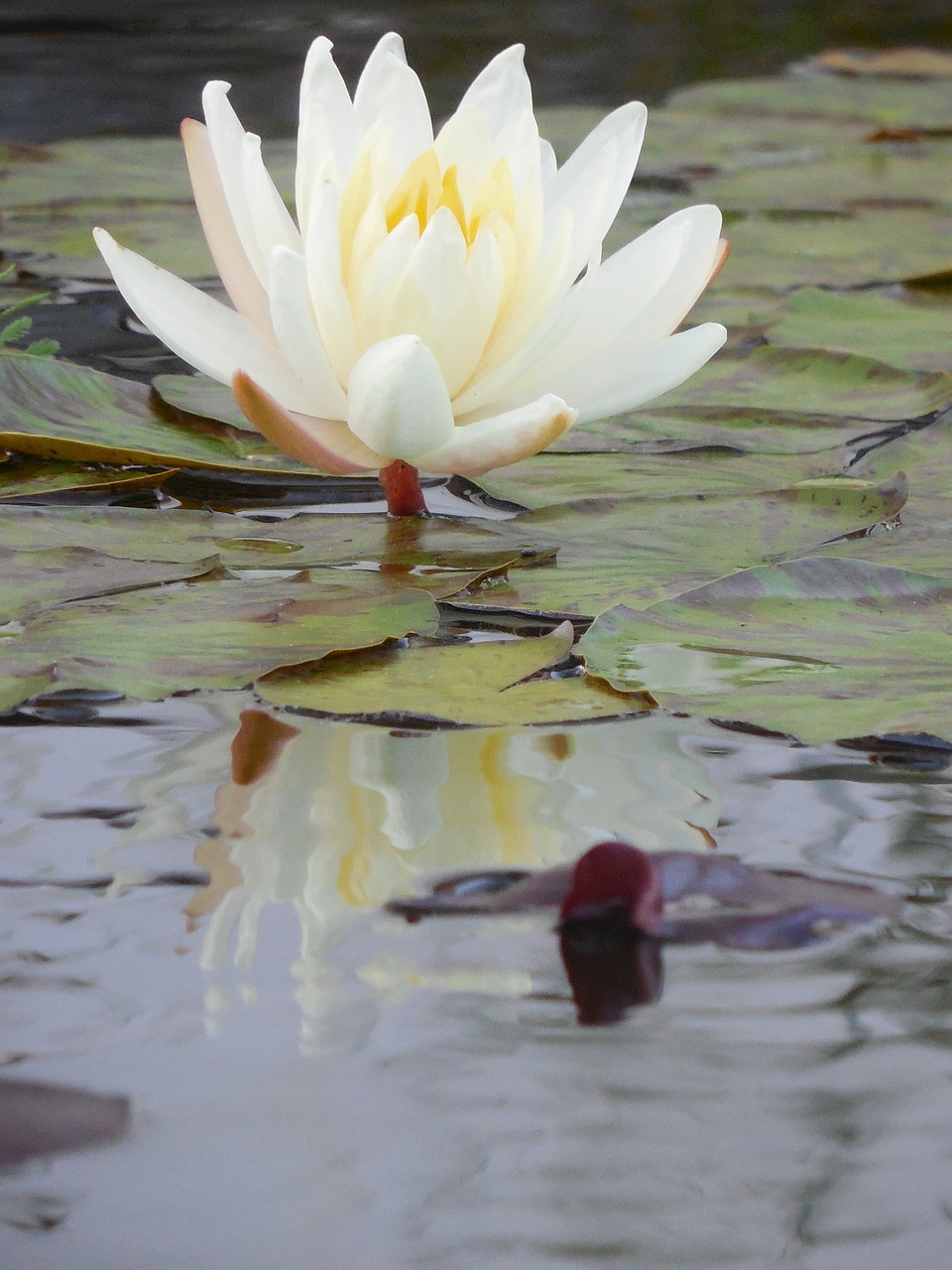 water lily plant water free photo