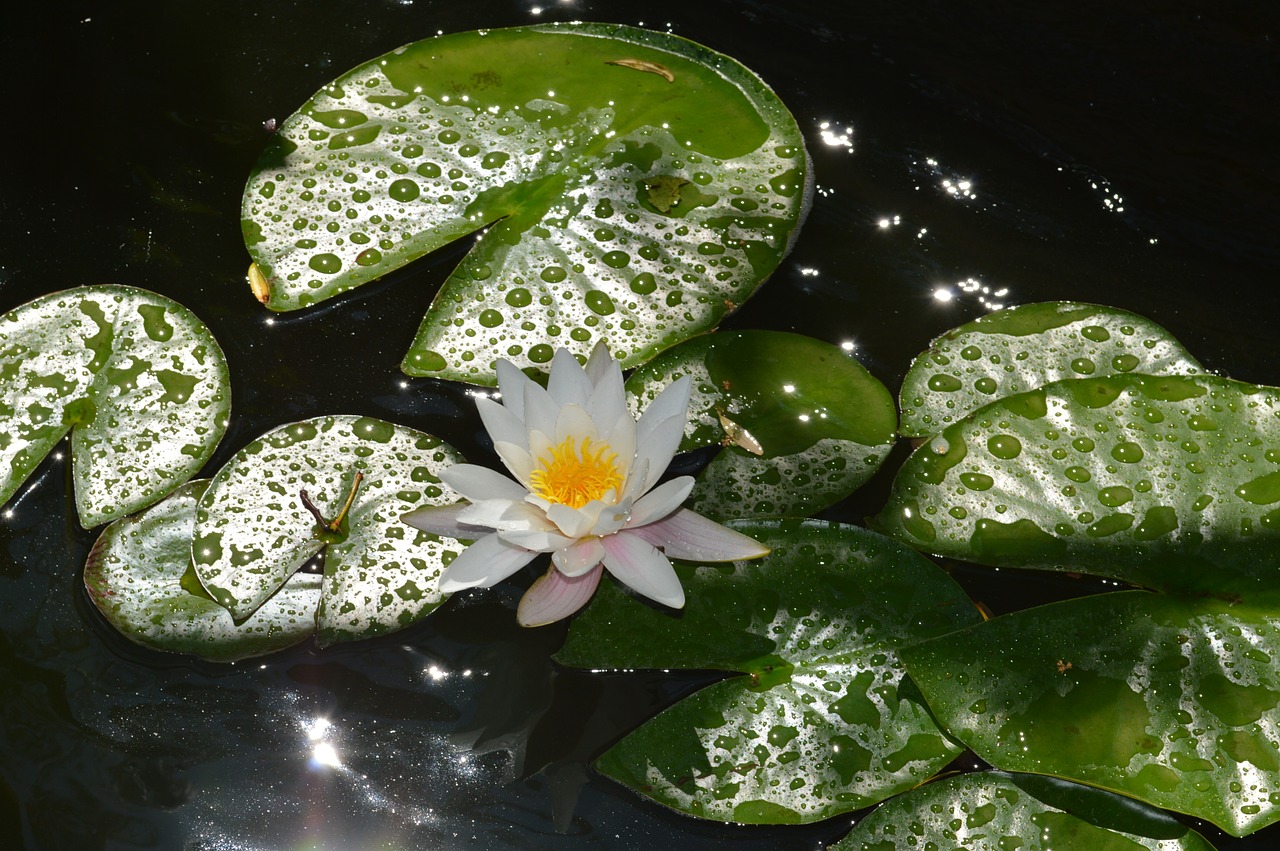 water lily white flower free photo