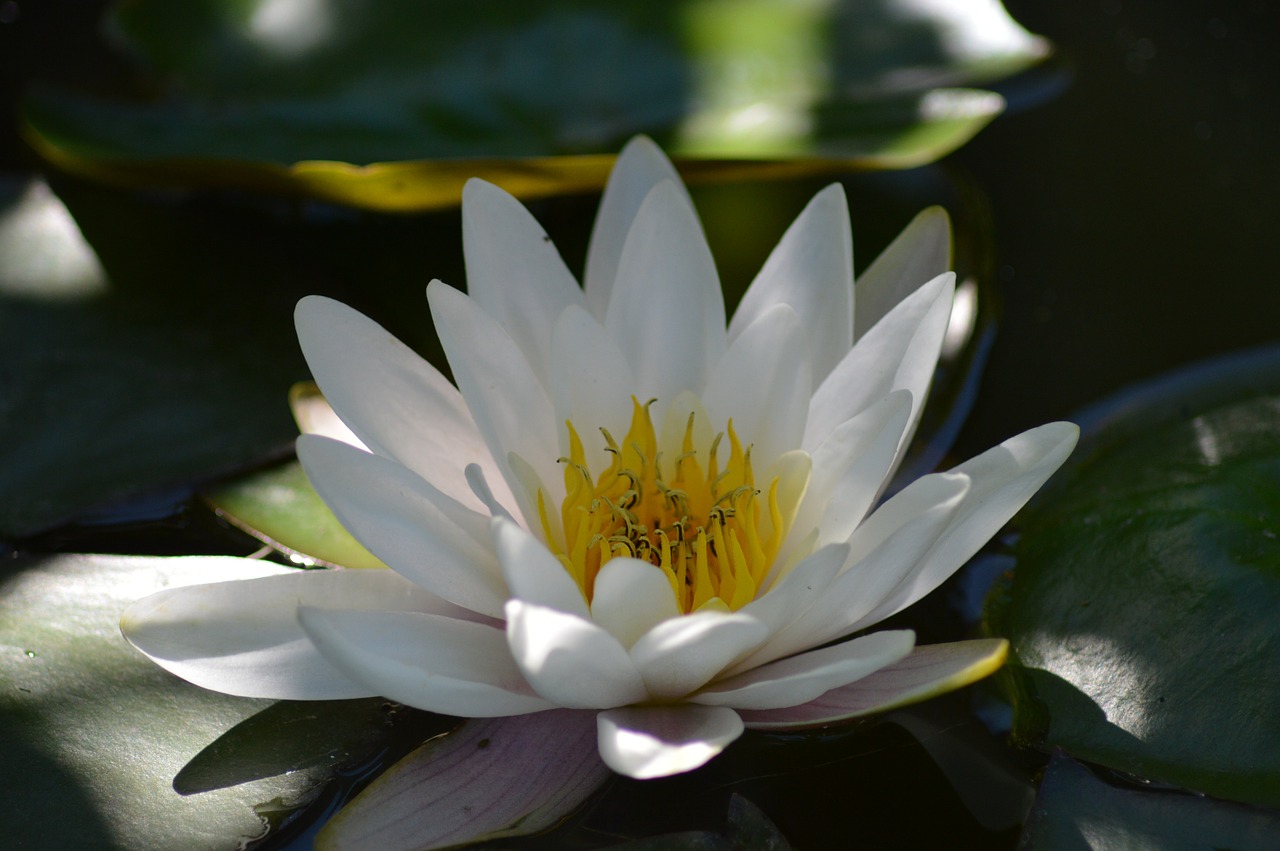 water lily white aquatic plant free photo