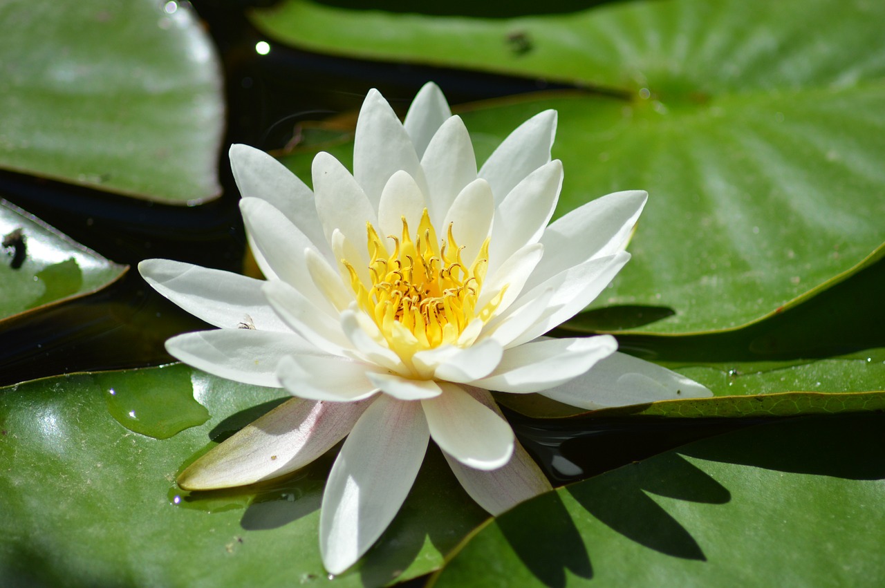 water lily white aquatic plant free photo