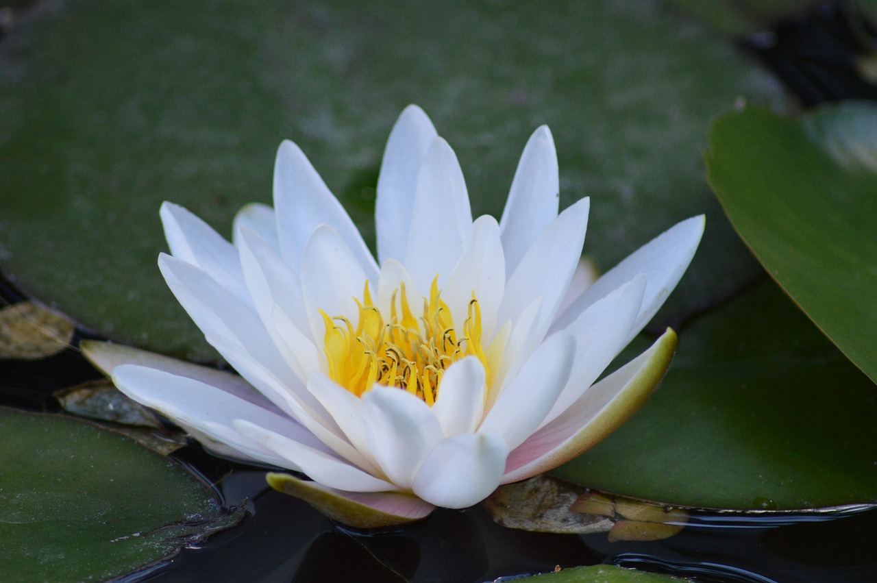 water lily white aquatic plant free photo