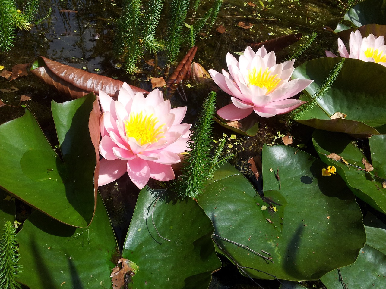 water lily pink blossom free photo