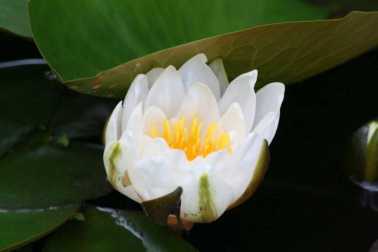 water lily aquatic plant blossom free photo