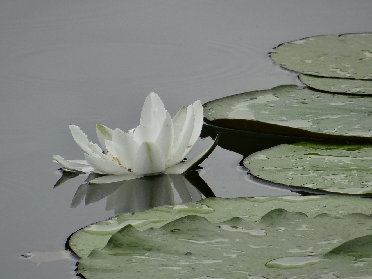 water lily pond pond plant free photo