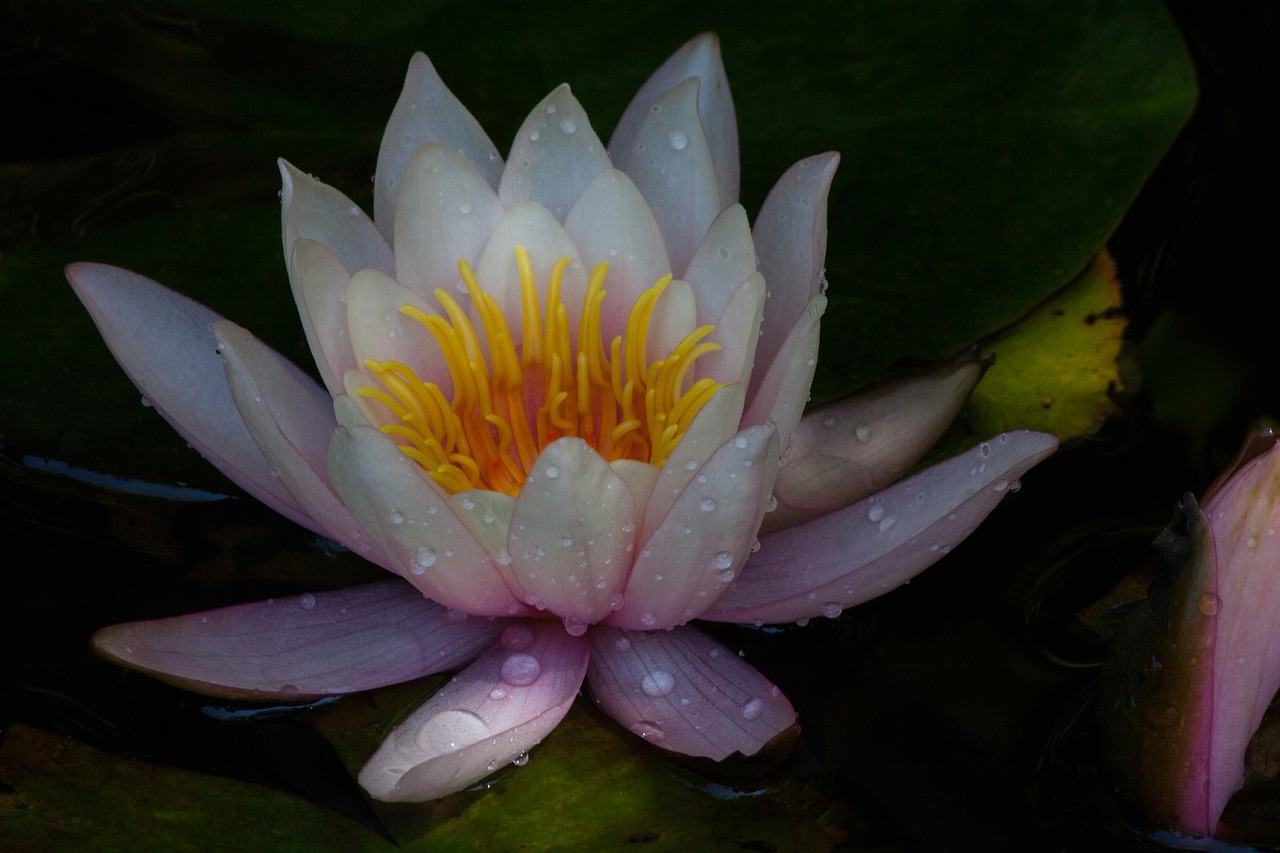 water lily nymphaea lake rose free photo