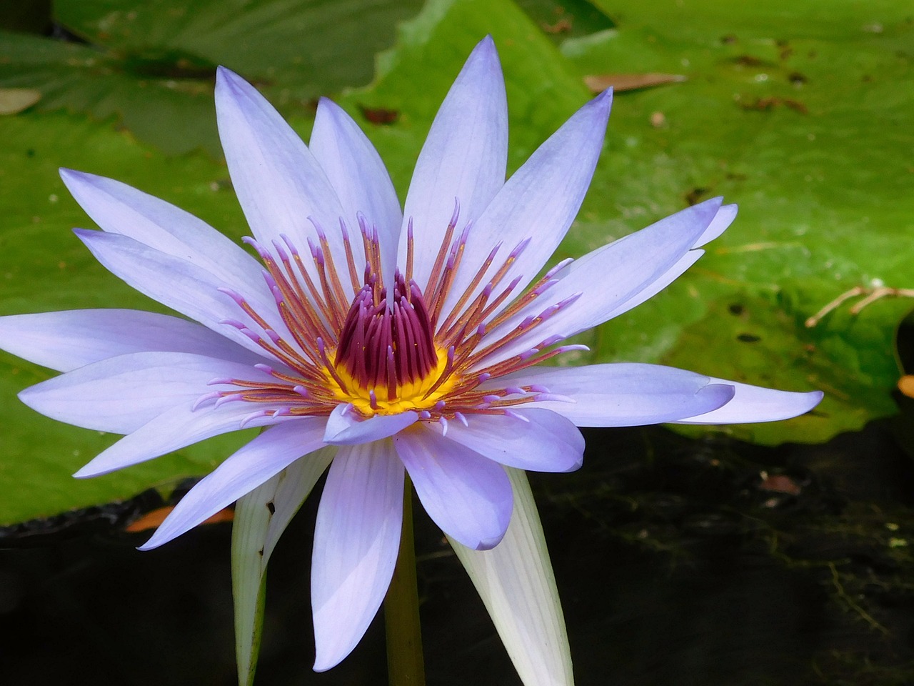 water lily lily blue flower free photo
