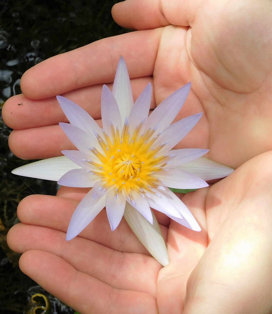 water lily water lily and hands flower free photo