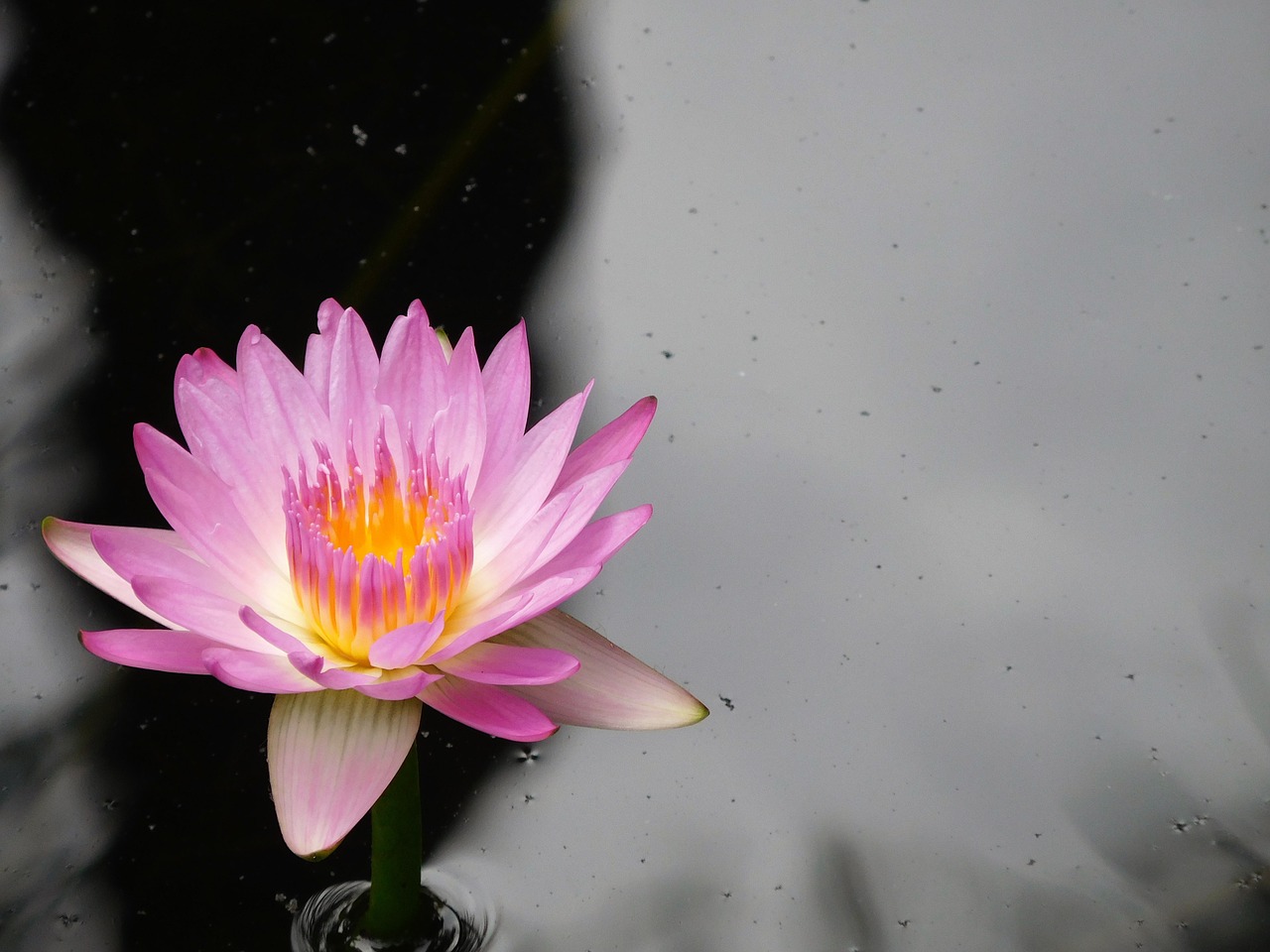 water lily purple water lily nature free photo