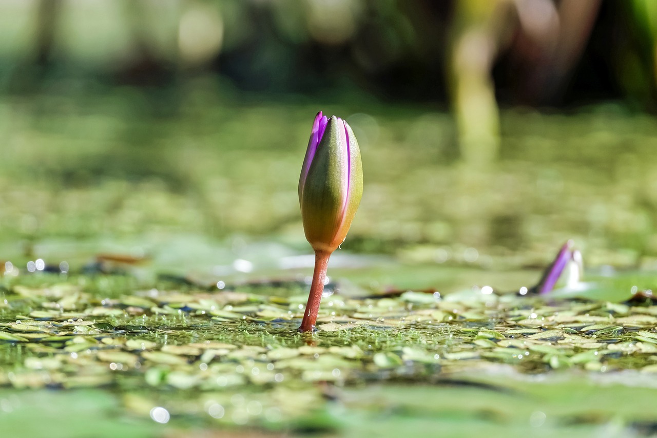 water lily flower blossom free photo