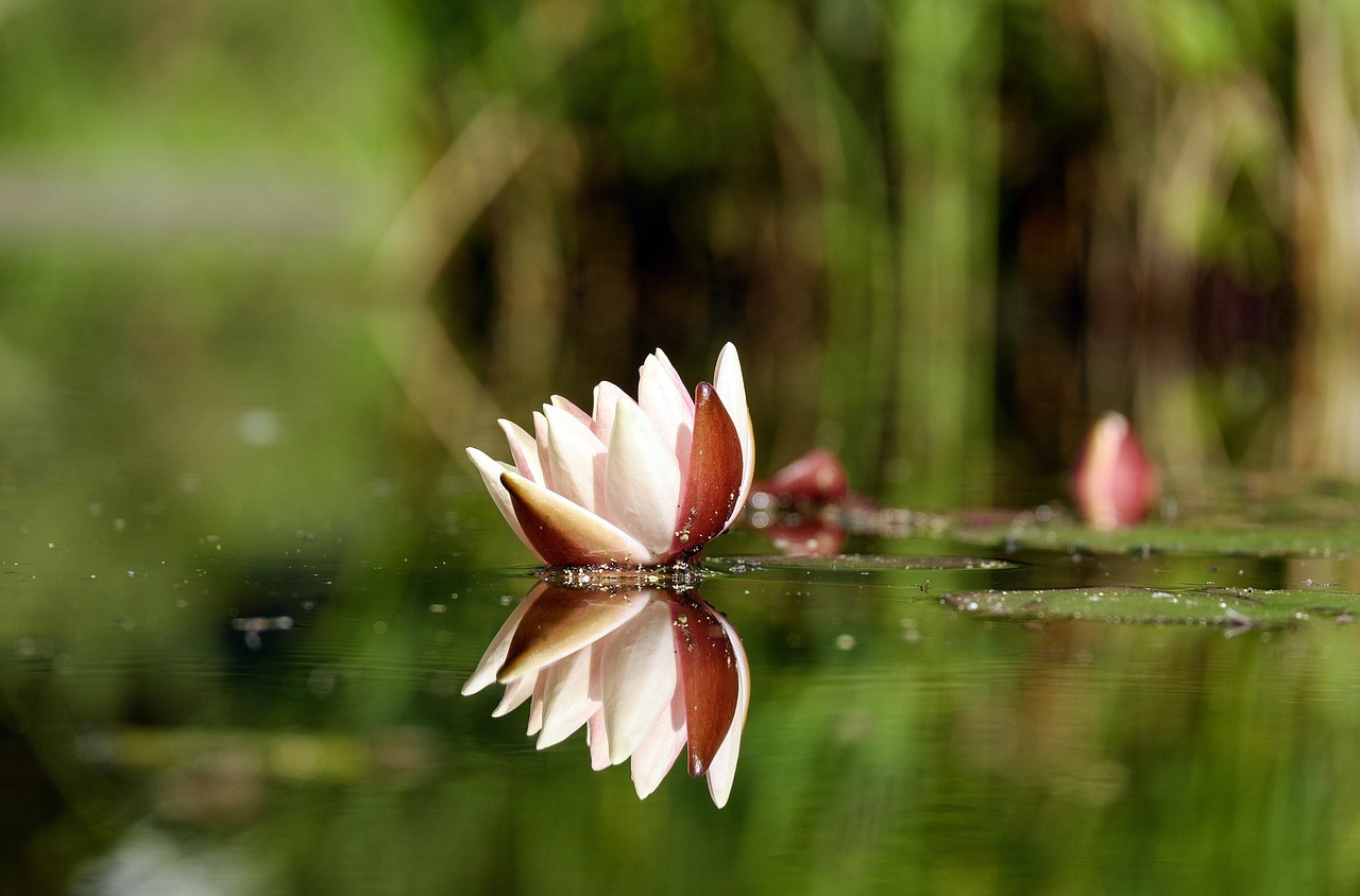 water lily flower blossom free photo