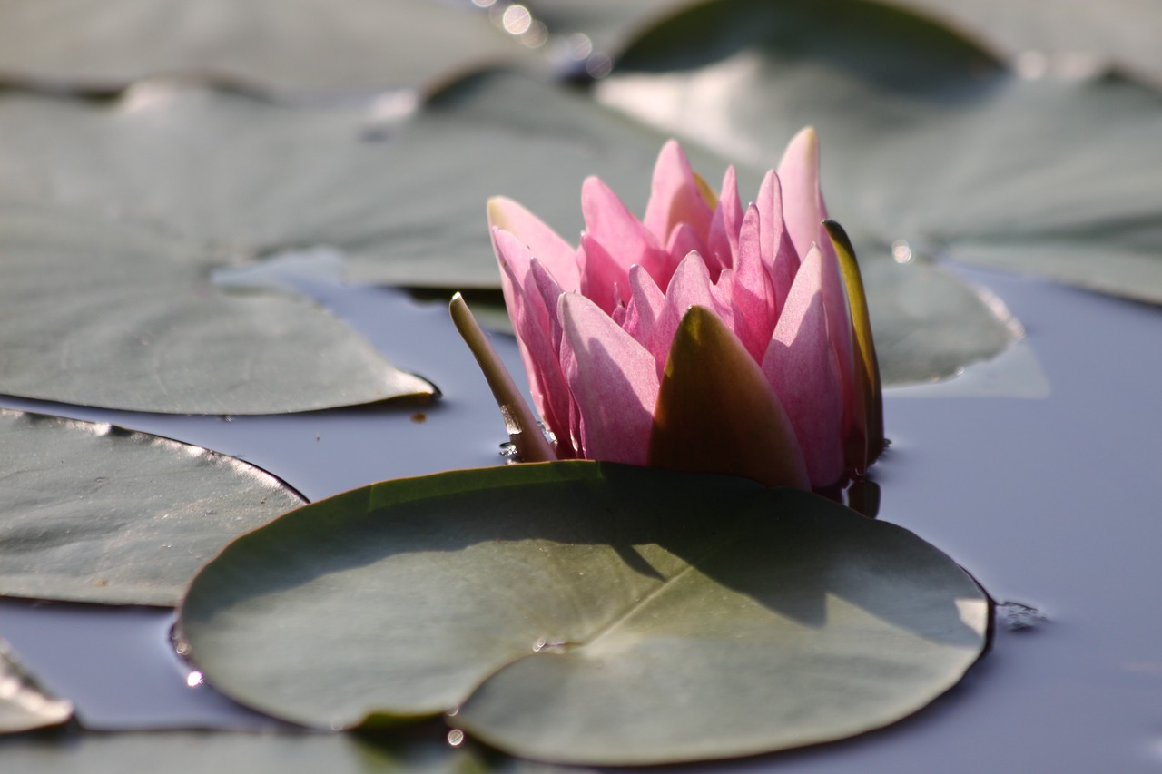 water lily pink in the morning free photo