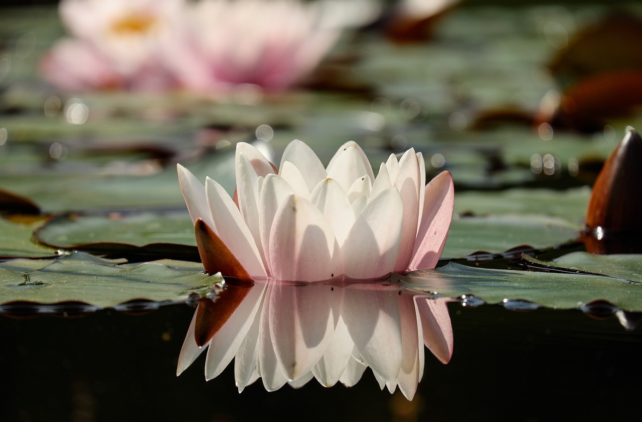 water lily flower blossom free photo