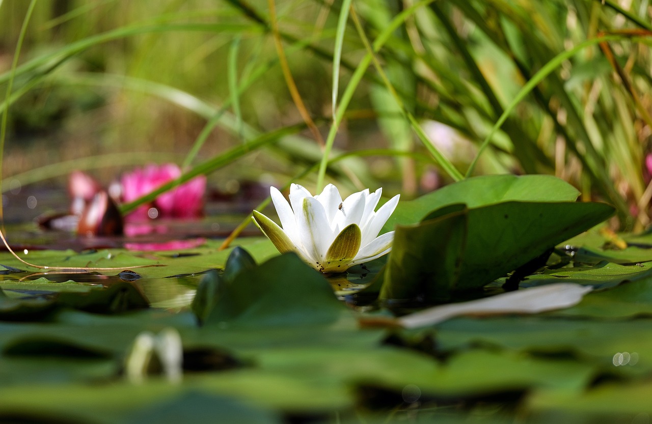 water lily flower blossom free photo