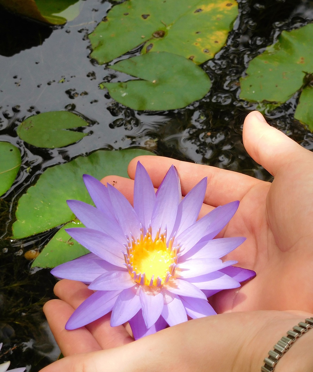 water lily water lily with hands flower free photo