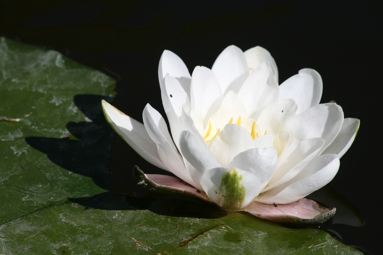 water lily flower sunlight free photo